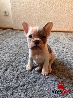 Ράτσα: Γαλλικό Μπουλντόγκ - Bulldog | Ηλικία: 2,5 μηνών | Φύλο: Αρσενικό | Αρ. Microchip: 2098751243 | Εκπαιδευμένο | Περιοχή: Αττική